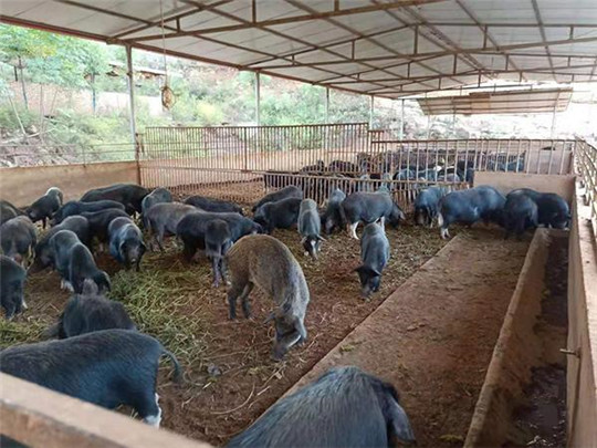 專(zhuān)業(yè)巡檢，熱心服務(wù)!華全發(fā)電機(jī)組助力養(yǎng)殖企業(yè)溫暖過(guò)冬!